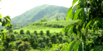 trees-National Greening Program govt allots