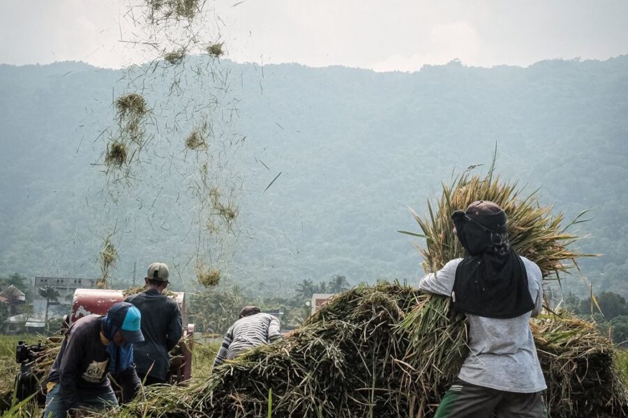 Farmers along rice fields in Pakil, Laguna can be seen harvesting rice on Tuesday, May 16, 2023.