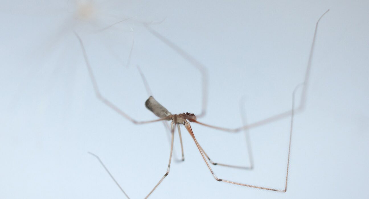 A daddy long-legs spider or long-bodied cellar spider (Pholcus phalangioides), a spider of the family Pholcidaein, is pictured in Saint-Philbert-sur-Risle, northern France, on August 15, 2023. (Photo by Joel Saget / AFP)