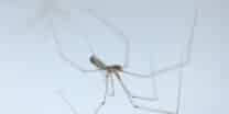 A daddy long-legs spider or long-bodied cellar spider (Pholcus phalangioides), a spider of the family Pholcidaein, is pictured in Saint-Philbert-sur-Risle, northern France, on August 15, 2023. (Photo by Joel Saget / AFP)