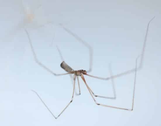 A daddy long-legs spider or long-bodied cellar spider (Pholcus phalangioides), a spider of the family Pholcidaein, is pictured in Saint-Philbert-sur-Risle, northern France, on August 15, 2023. (Photo by Joel Saget / AFP)