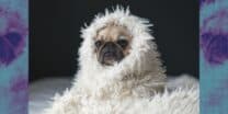 Attention, furparents! Your pets can get leptospirosis too