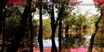 Healing earth? Deforestation in Amazon, down to lowest level