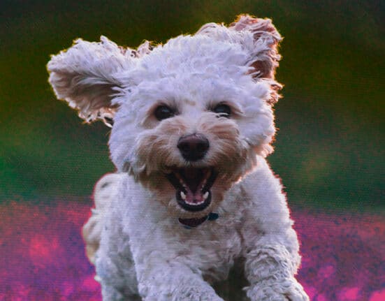 Dealing with loss as a furparent
