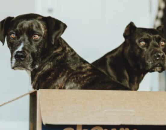 Be wary of the rising cost of pet care