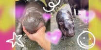 Meet Moo Deng, the baby hippo the internet’s crazy about