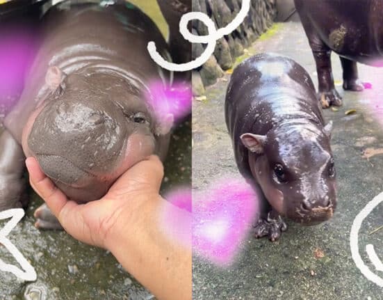 Meet Moo Deng, the baby hippo the internet’s crazy about
