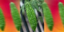 UP Manila researchers develop ampalaya tablet to fight Type 2 Diabetes