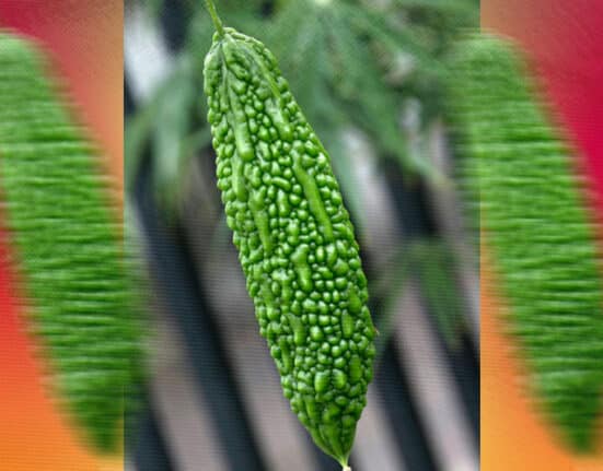 UP Manila researchers develop ampalaya tablet to fight Type 2 Diabetes
