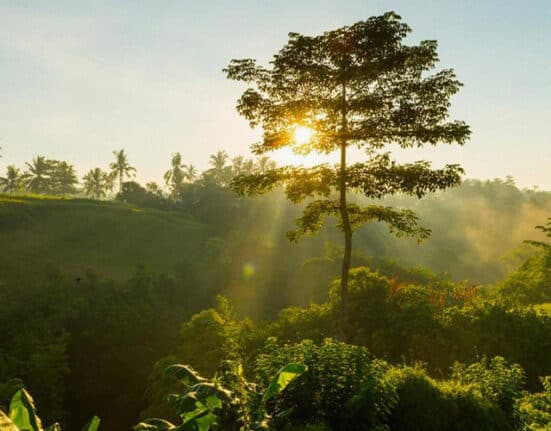 How Does Weather Impact Our Trees? | RepublicAsia