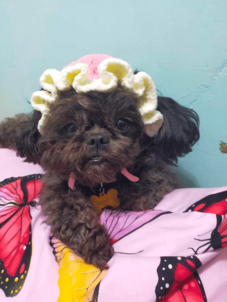Hooked on Heat: Crochet as a Hobby for the Hot Season

crochet hats for furbabies