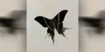 Swarm of Tropical Swallowtail Moths Appears in Metro Manila, Surrounding Areas