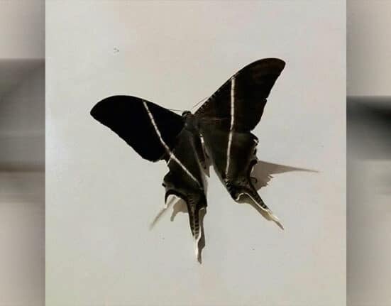 Swarm of Tropical Swallowtail Moths Appears in Metro Manila, Surrounding Areas
