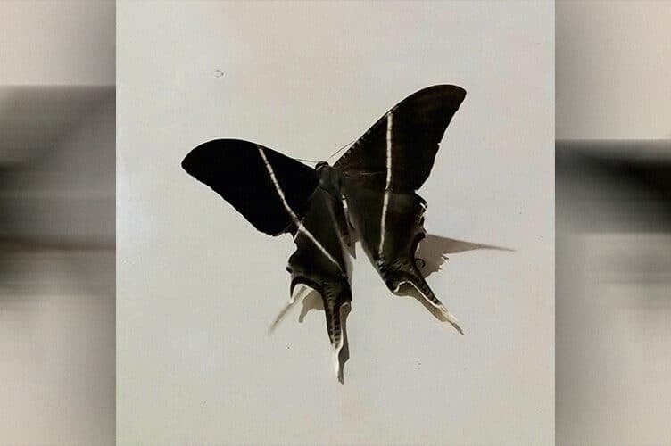 Swarm of Tropical Swallowtail Moths Appears in Metro Manila, Surrounding Areas